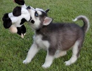 siberianhusky puppies ready for any loving and caring home. They are upto date on all their shots. They have very good personali