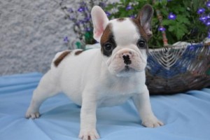 fantastic french bulldog puppy for re-homing