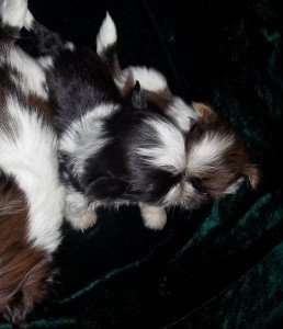 adorable maltese puppies for good homes