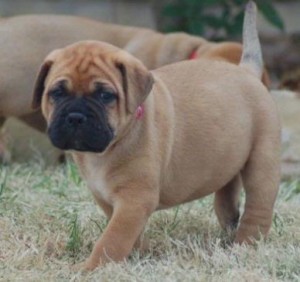 Lovely AKC Bullmastiff Puppies for sale