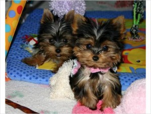 Akc registered.home and potty raised yorkie puppies text me  (954) 692-6522