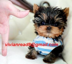 Micro male and female Yorkie Puppies