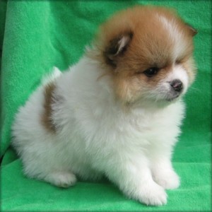 good and lovely chaming pomeranian puppy for sale