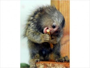 X-Mass Cute Marmoset monkeys bottle babies available