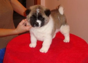 good and lovely akita puppy for sale