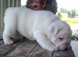 Top Quality Christmas Male and Female English bulldog puppies  for sale