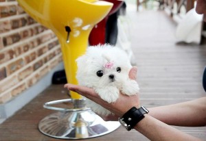 AKC Charming Male And Female teacup Maltese Puppies for adoption
