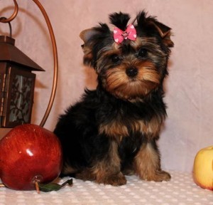 X-MASS Yorkie Puppies M/F textus at (862) 243-6264