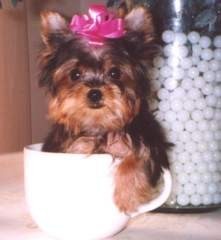 AKC Register Teacup Yorkshire-Terrier Puppies For Good Homes!!
