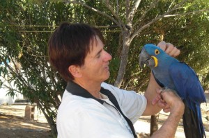 hyacinth macaws proven pair for sale