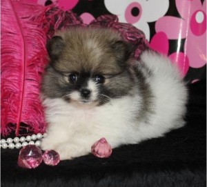 SUPER SWEET AKC POMERANIAN PUPPIES