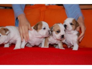 FOUR GORGEOUS AND CHARMING X-MASS ENGLISH BULLDOG PUPPIES FOR FREE ADOPTION.