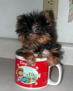 Lovely tea cup yorkie Puppies for your children for X-MAS For Adoption.