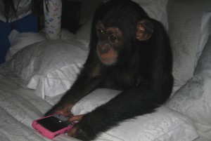 healthy chimpanzee for rehoming
