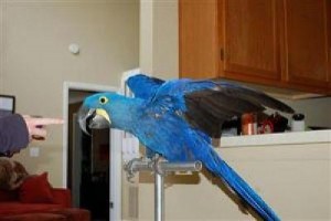 Female Hyacinth Macaw Parrot Needs a New Home