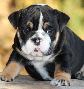 KC registered English Bulldog Puppies