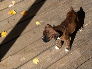 wonderful boxer puppies for....... christmas