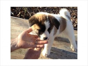 wonderful boxer puppies for....... christmas Clinton is a beautiful Fawn boxer with champion bloodlines. His parents are great d