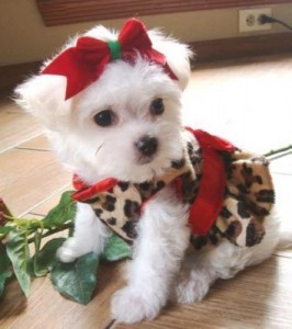 FREE CHRISTMAS GIFT !!!!  CHARMING MALTESE PUPPIES FOR FREE