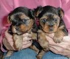 most wonderful male and female yokies for aText us at (  (631)494-4786 )doption