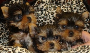 Amazing yorkie puppies for adoption Text us at (  (631)494-4786 )