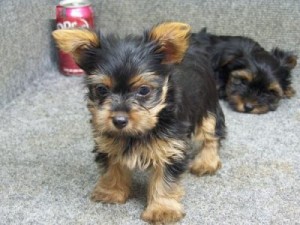 Yorkie puppies ready for adoption