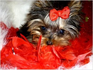 Adorable male and female Yorkie puppy for Xmass Adoption