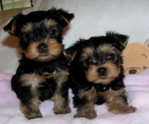 X-Mass  Teacup Yorkie Puppies Available Now !!! ($100)