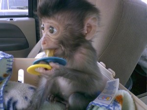 Healthy and Well Socialized capuchin monkey babies for new homes