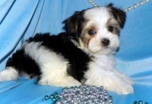 Lorenzo Male Morkie Puppy Ready Now!!!