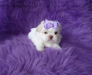 Harley Male Shih Tzu Puppy Ready Now