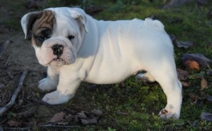 AKC English Bulldog Puppies For Adoption