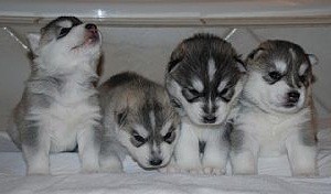 #####Siberian Husky Puppies for free homes