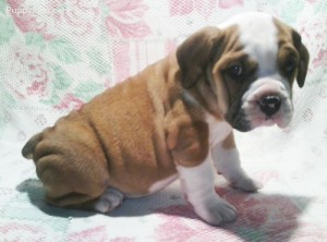 *** SWEET,CUTE AND SUCCULANT ENGLISH BULLDOG PUPPIES FOR FREE ADOPTION***