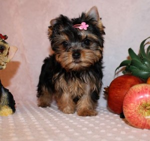 Precious Little Boy Yorkshire Terrier Ready Now!!!!.