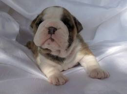 AKC**CHRISTMAS ENGLISH BULLDOG PUPPIES AVAILABLE FOR FREE ADOPTION **970-542-7633