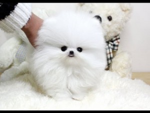 Healthy Male and Female Tiny Teacup Pomeranian puppies available contact asap with cell phone number#