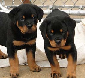 Outstanding Rottweiler puppies for new home.textnow at ((901) 249-1677)
