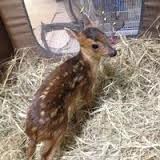 Christmas baby muntjac deer  Available for new home.text at(484 816-7288)