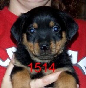 Outstanding Female rottweiler puppy for sale .
