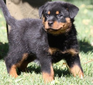 Rottweiler Puppies for Sale