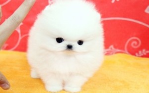White Micro TeaCup Pomeranian Puppies For Sale