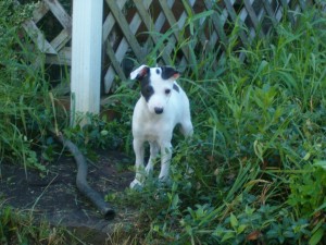 bull terrier puppies for homing