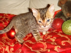 Cute Bengal Kittens for re-homing