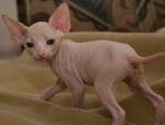 Male and female Sphynx kittens for adoption