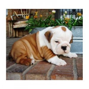 Cute Bulldog Puppy Vicky ready to go home