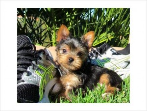 AKC Teacup Female Yorkie puppy - 9 wks old