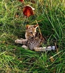 TICA Reg Savannah Kittens Ready(F2 Litter)