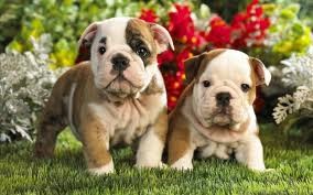 English bulldog, puppies for free adoption