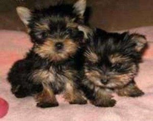 '''''''xmas yorkies for adoption (202)524-3337''''''''''